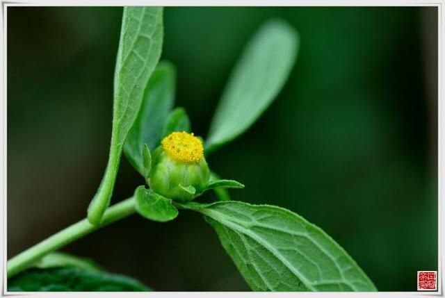 天名精的功效与作用(祛湿除热，治痰瘀止血)-第5张图片-拓城游