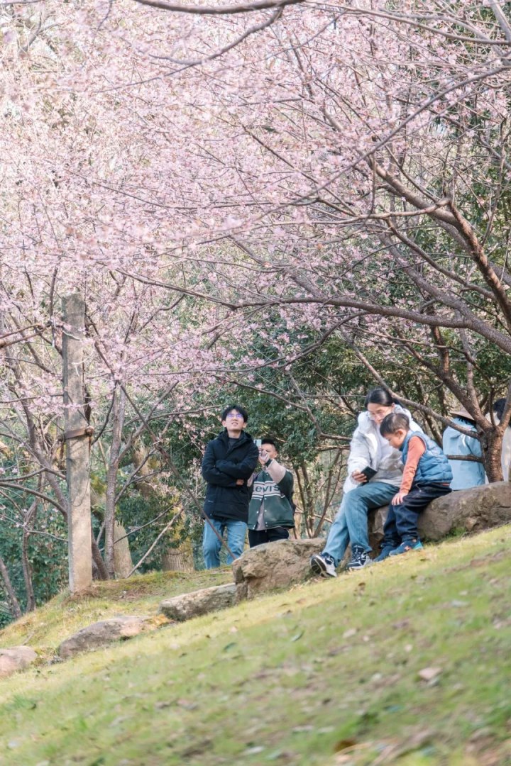 2023武汉大学早樱开放时间及湖北花界顶流：3月进入赏花期-第24张图片-拓城游