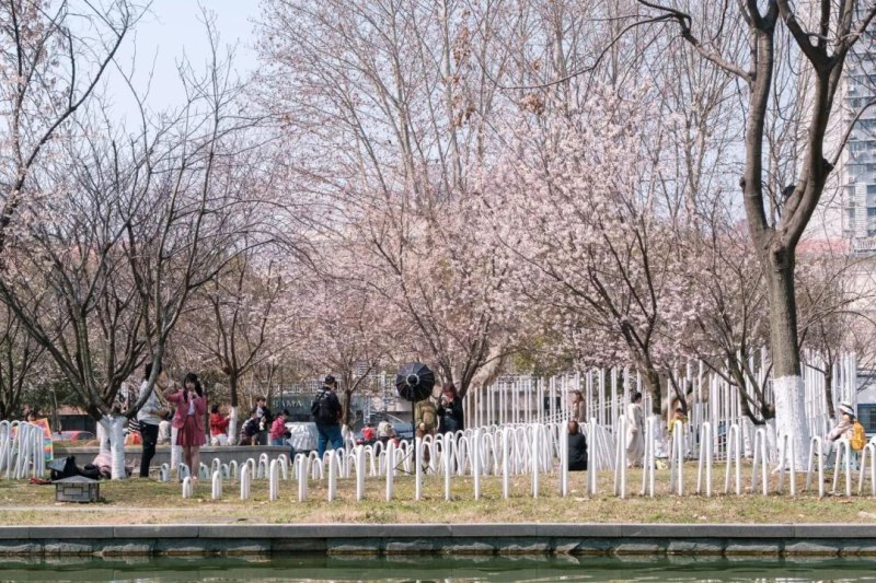 2023武汉大学早樱开放时间及湖北花界顶流：3月进入赏花期-第31张图片-拓城游