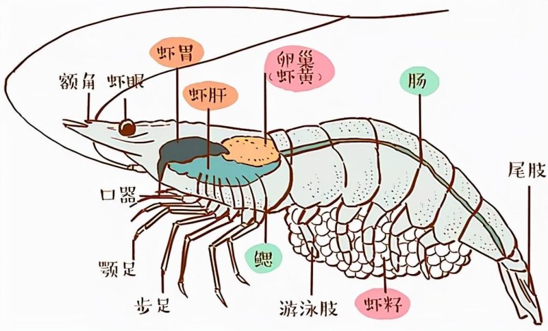 思念金牌虾水饺中的整虾会被剔除虾线，虾线是虾的粪便吗？-第5张图片-拓城游