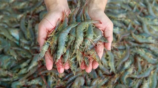 思念金牌虾水饺中的整虾会被剔除虾线，虾线是虾的粪便吗？-第12张图片-拓城游