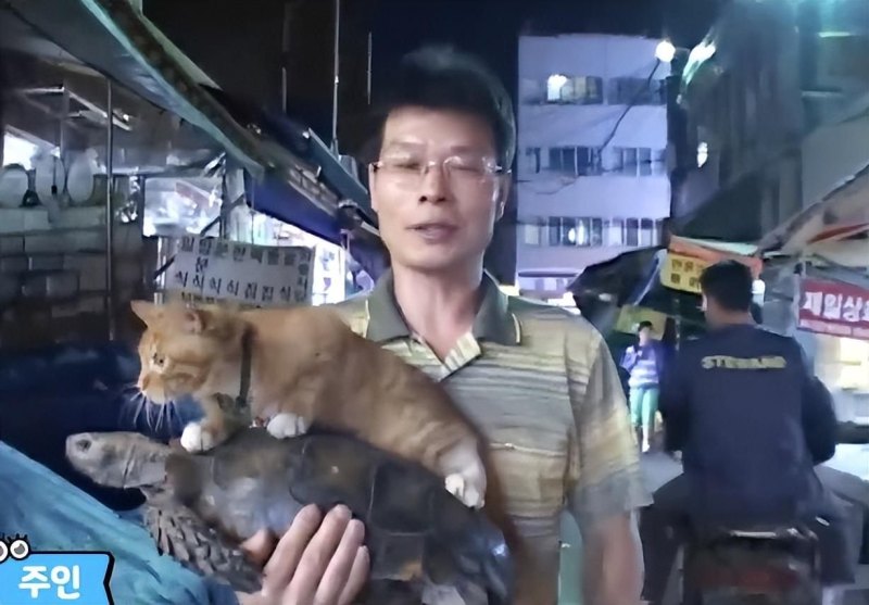 最幸运的猫：农贸市场龟龟坐骑橘猫 (魔兽世界乌龟坐骑怎么获得)-第18张图片-拓城游