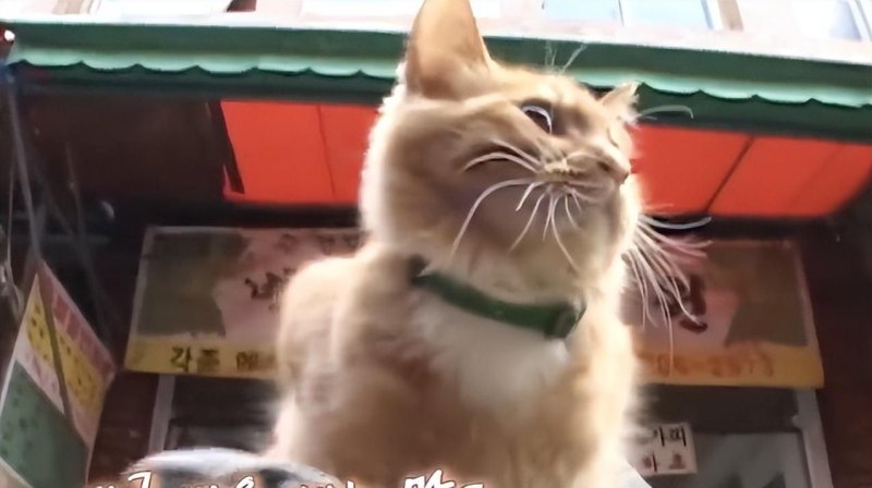 最幸运的猫：农贸市场龟龟坐骑橘猫 (魔兽世界乌龟坐骑怎么获得)-第22张图片-拓城游