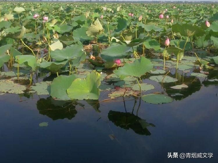 《思仙》怎么培养宠物-培养宠物方法: 醉思仙 开学节极目楚天舒（湖北）日新朝-第4张图片-拓城游