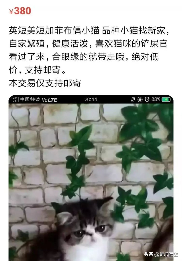 猫咪后院为什么下架了（准备养猫吗？教你如何辨别后院猫）-第6张图片-拓城游