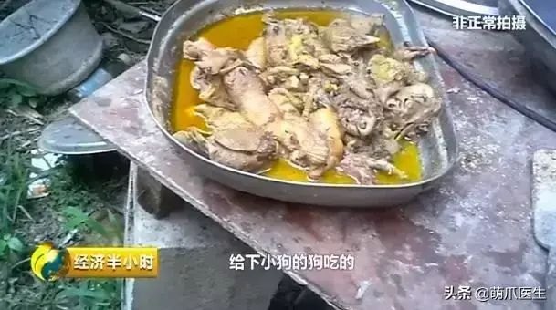 猫咪后院为什么下架了（准备养猫吗？教你如何辨别后院猫）-第8张图片-拓城游