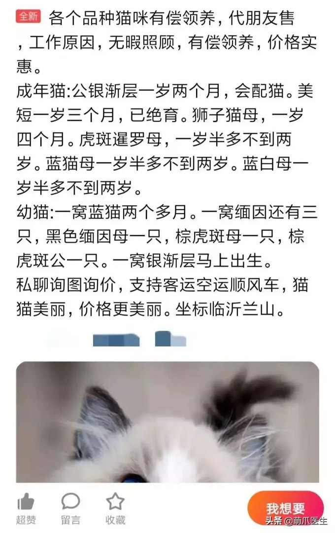 猫咪后院为什么下架了（准备养猫吗？教你如何辨别后院猫）-第10张图片-拓城游