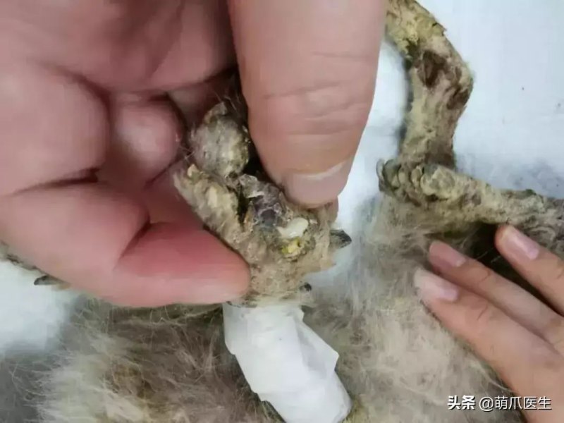 猫咪后院为什么下架了（准备养猫吗？教你如何辨别后院猫）-第15张图片-拓城游