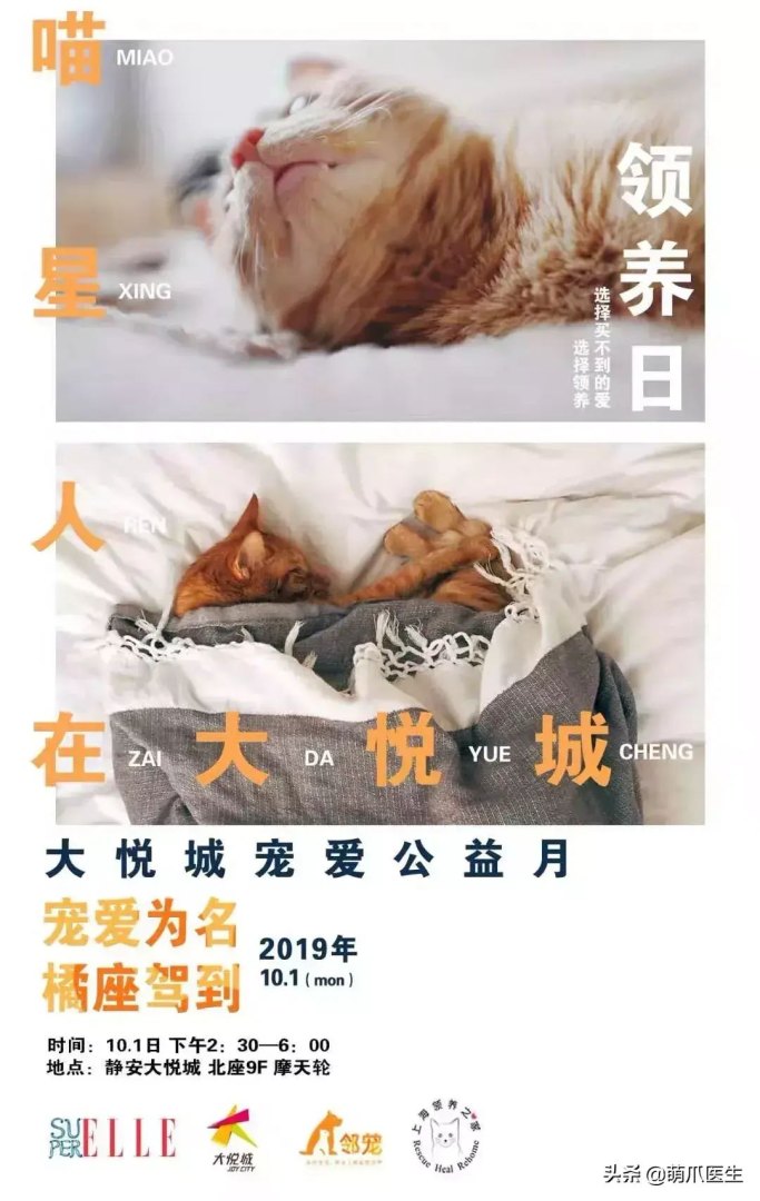 猫咪后院为什么下架了（准备养猫吗？教你如何辨别后院猫）-第17张图片-拓城游