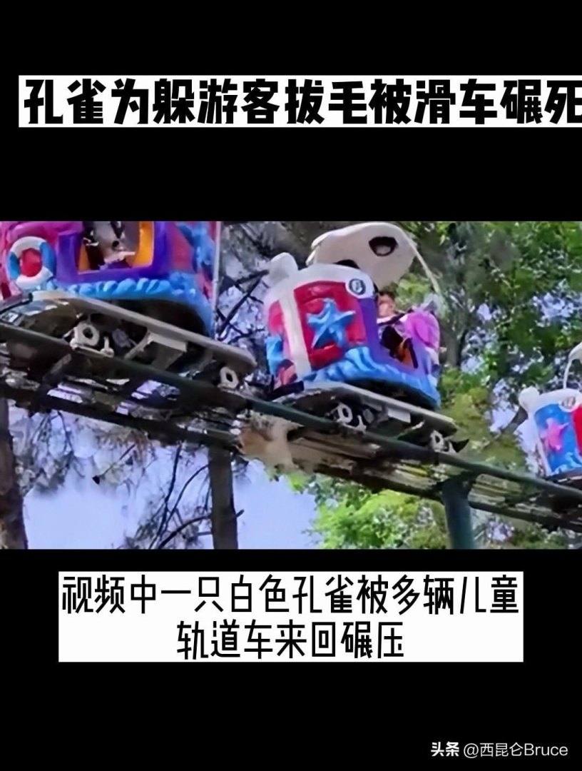 孔雀遭游客拔毛结果如何了？（上热搜！江西景区一孔雀为躲游客拔毛被滑车碾死，引发一系列思考）-第6张图片-拓城游