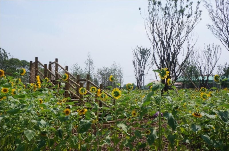 僵尸农场为什么下架了（线上游戏故事场景复原，首家植物大战僵尸体验农场落户无锡，距离杭州一个半小时车程）-第5张图片-拓城游